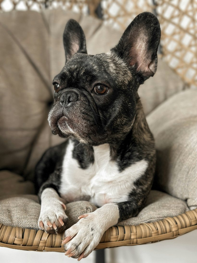 Your dog's photo